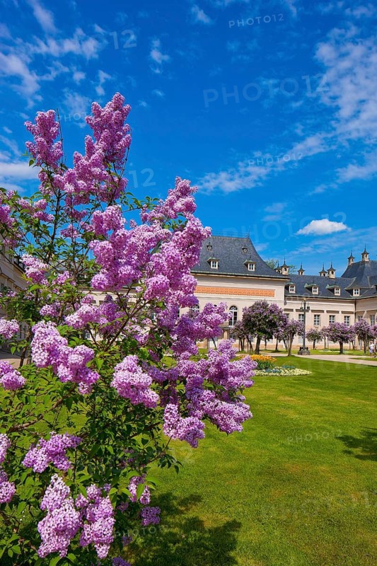 Pillnitz in spring