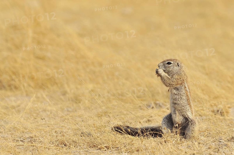 Cape Ground Squirrel (Xerus Inauris) eating, Etosha National Park, Namibia, Africa