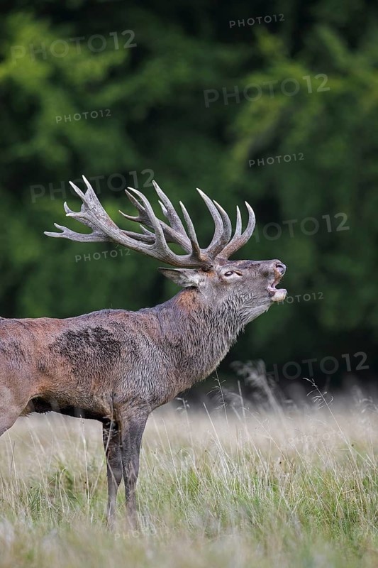Red deer (Cervus elaphus) stag with big antlers and wet, muddy fur bellowing in grassland at forest's edge during the rut in autumn, fall