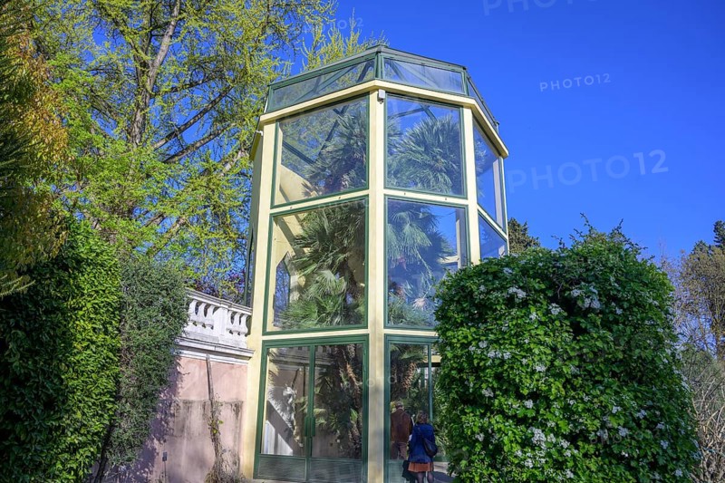 Goethe's palm tree in the botanical garden, Padua, province of Padua, Italy, Europe