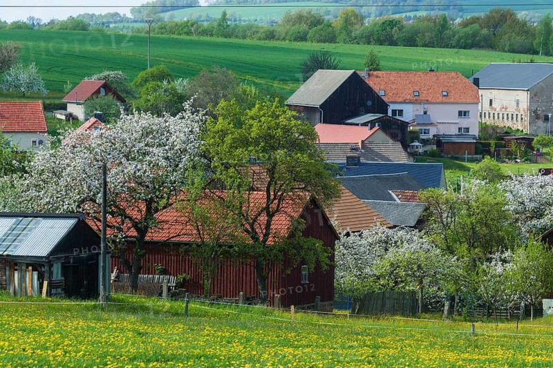 Cows on the pasture in Reinhardtsgrimma