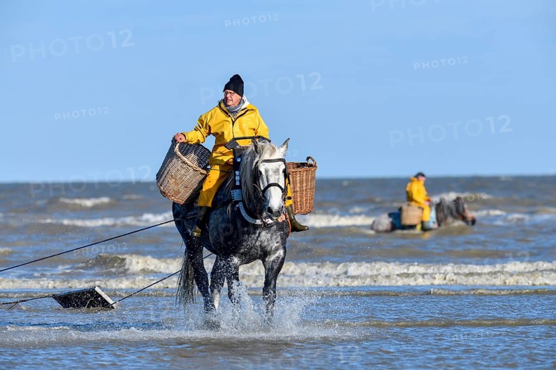 Horse fishermen catching Brown shrimp (Crangon crangon), Koksijde, North Sea coast, province of West Flanders, Belgium, Europe