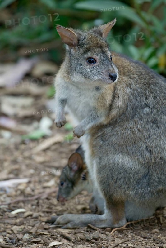 Red-necked Pademelon (Thylogale thetis), female with joey, Australia, Rothalsfilander, Weibchen mit Jungtier im Beutel, Australien /, Oceania
