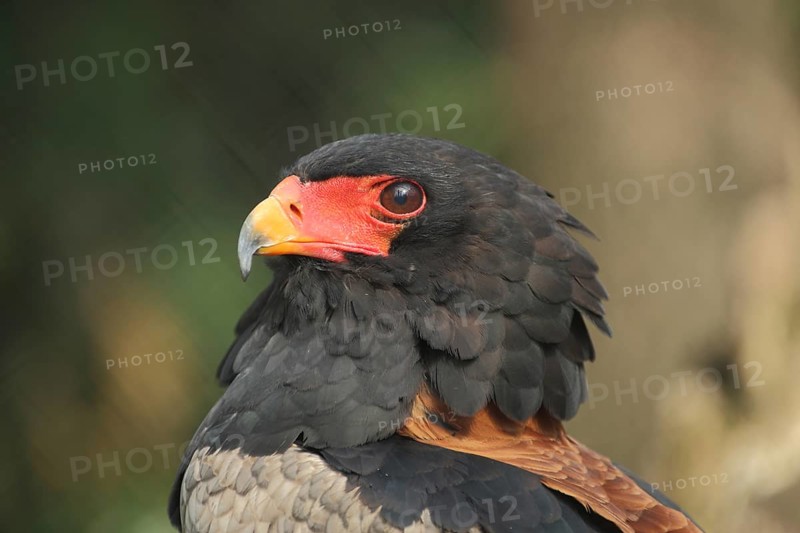 Bateleur (Terathopius ecaudatus), portrait, head, serpent eagle, eagle, Circaetinae, hawk-like, Accipitridae, falcons (Falconiformes), raptor, birds of prey, bird, animal, vertebrate, captive