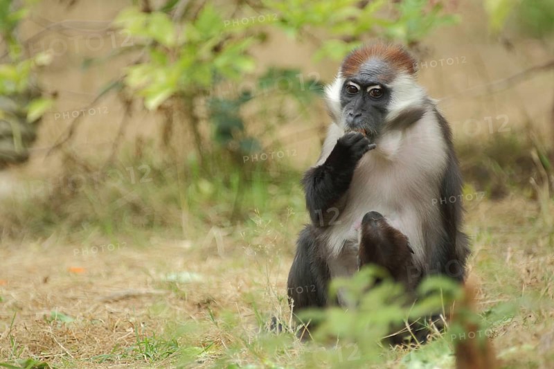 Collared mangabey (Cercocebus torquatus), adult, sitting, captive