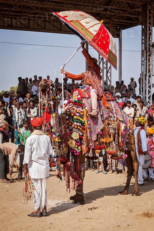 PUSHKAR, INDIA, NOVEMBER 22, 2012: Man decorating his camel for camel decoration contest at Pushkar camel fair (Pushkar Mela), annual five-day camel and livestock fair, one of the world's largest camel fairs and tourist attraction
