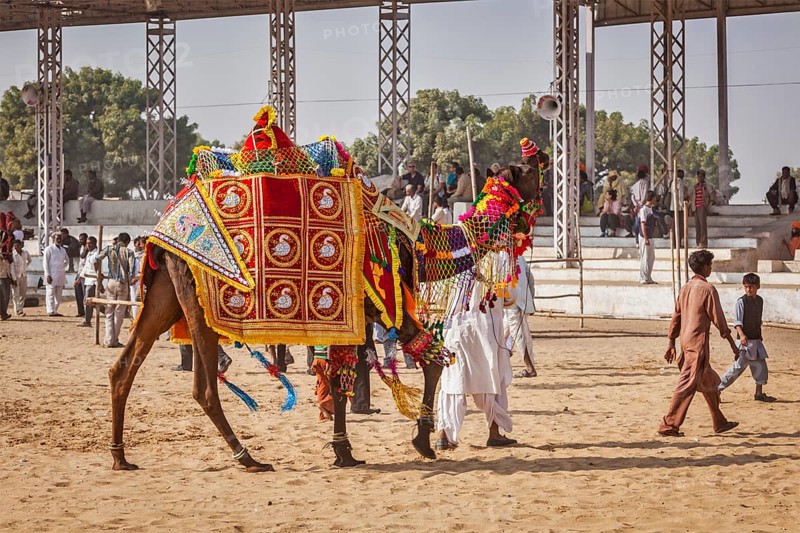 PUSHKAR, INDIA, NOVEMBER 22, 2012: Camel decoration competition contest at Pushkar camel fair (Pushkar Mela), annual five-day camel and livestock fair, one of the world's largest camel fairs and tourist attraction