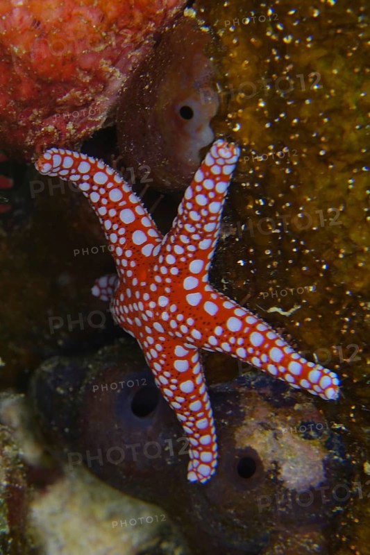 Ghardaqa starfish (Fromia ghardaqana), Abu Dabab reef dive site, Marsa Alam, Red Sea, Egypt, Africa