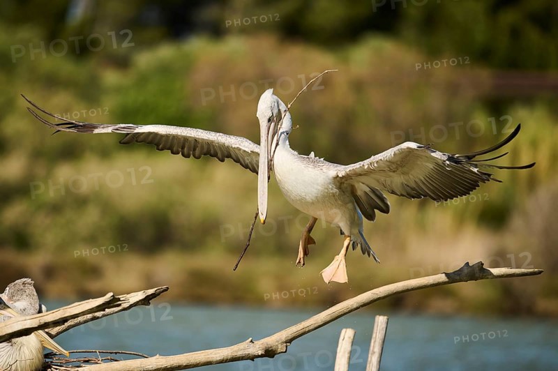 Great white pelican (Pelecanus onocrotalus) landing, France, Europe
