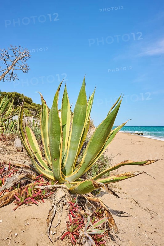 Century plant (Agave americana variegata) growing on a beach near Tarragona, Catalonia, Spain, Europe