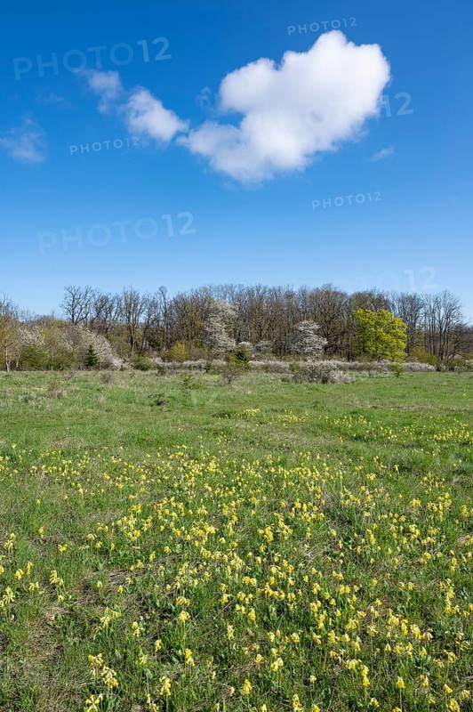 Meadow with common cowslip (Primula veris), flowering, blue sky, white clouds, Thuringia, Germany, Europe