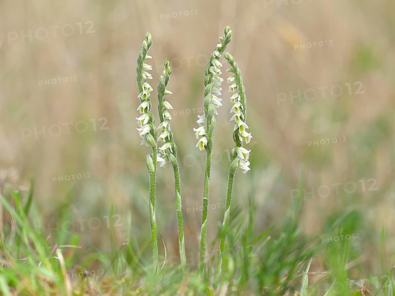 Autumn lady's-tresses (Spiranthes spiralis), flowering plant group, Hesse, Germany, Europe