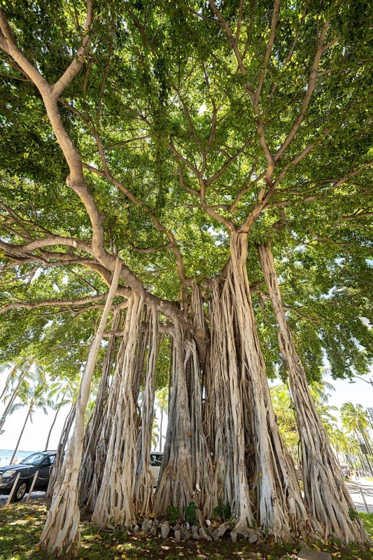 Banyan fig (banyan tree), Waikiki Beach, Honolulu, Oahu, Hawaii, USA, North America