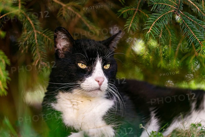 European shorthair felidae (Felis catus), black and white coat, Lower Austria, Austria, Europe
