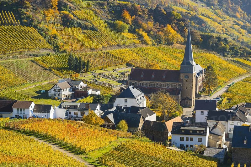 Vineyards in autumn, Mayschoß with parish church, red wine growing region Ahrtal, red wine of the Pinot Noir and Portugieser grape is grown here, Eifel, Rhineland-Palatinate, Germany, Europe