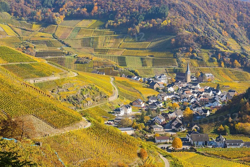 Vineyards in autumn, Mayschoß with parish church, red wine growing region Ahrtal, red wine of the Pinot Noir and Portugieser grape is grown here, Eifel, Rhineland-Palatinate, Germany, Europe