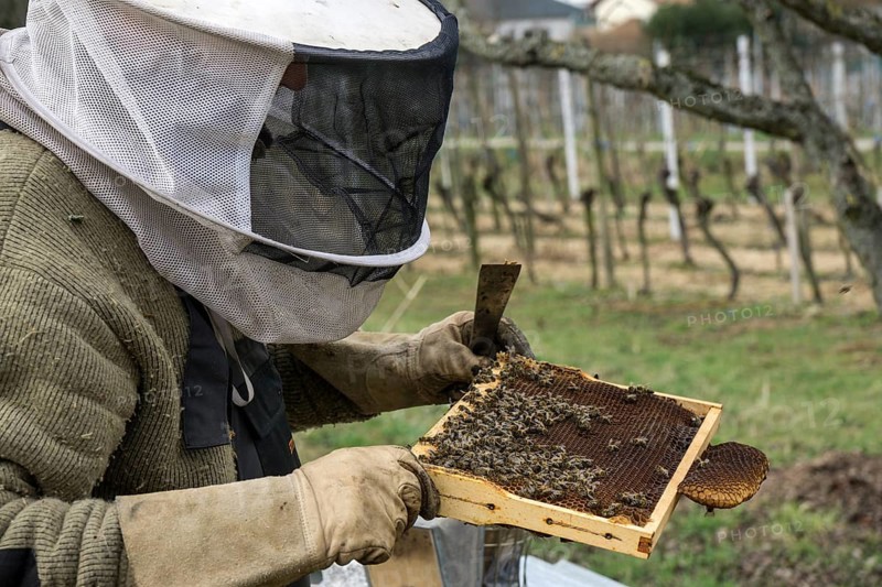 Honey bees (Apis), beekeeper holding frame, bees sitting on honeycomb in frame, Baden-Württemberg, Germany, Europe