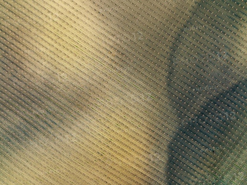 Cultivated young Almond Trees (Prunus dulcis) in the Campiña Cordobesa, the fertile rural area south of the town of Córdoba, aerial view, drone shot, Córdoba province, Andalusia, Spain, Europe