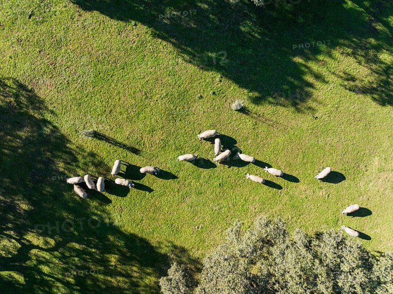 Grazing pigs and holm oaks (Quercus ilex) in the Sierra de Aracena, aerial view, drone shot, Huelva province, Andalusia, Spain, Europe