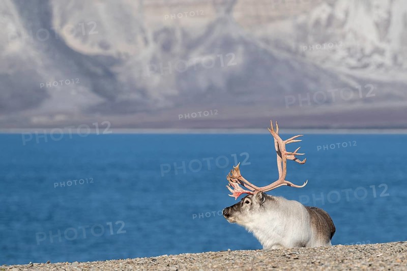 Svalbard Reindeer (Rangifer tarandus platyrhynchus), male, bull with blood-red antlers, tundra in autumn, Kapp Wijk, Svalbard, Norway, Europe