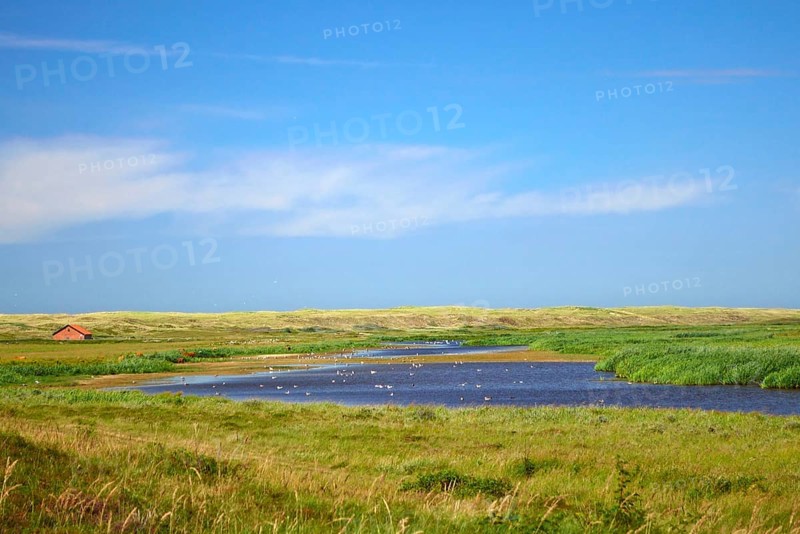 Dune lake De Muy at national park in the Netherlands on island Texel used as watering hole for sea birds and Highland cattle