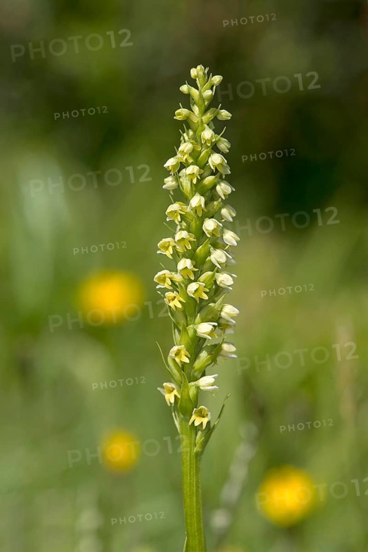 Flowering white butterbur (Pseudorchis albida) on a mountain meadow, Valais, Switzerland, Europe