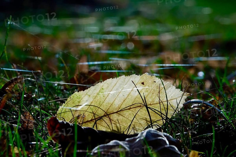 Meadow with cobweb threads, autumn, Germany, Europe