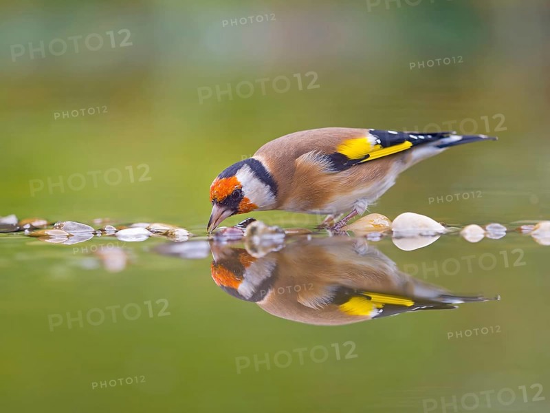 Goldfinch, european goldfinch (Carduelis carduelis) drinking in shallow water, mirror image, Solms, Hesse, Germany, Europe