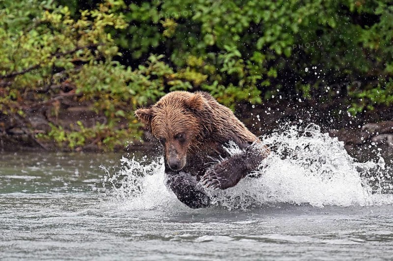 Brown bear (Ursus arctos) hunting for salmon in the water, Lake Clark National Park, Alaska