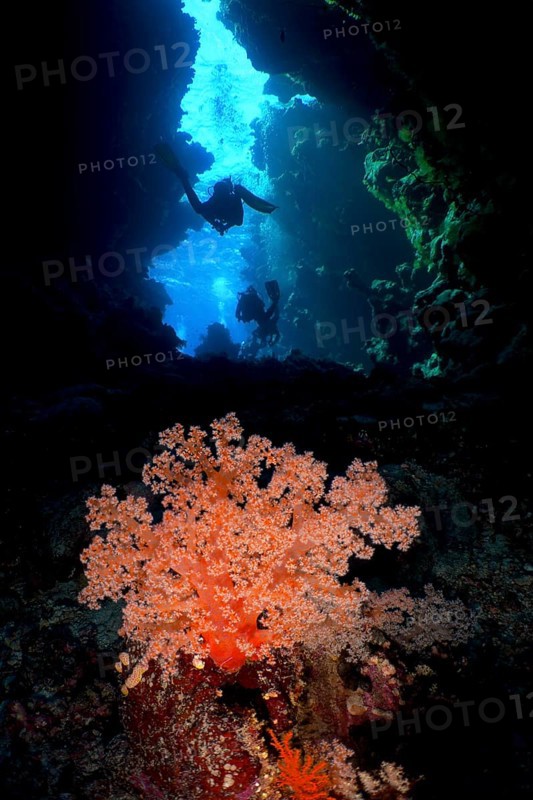 Hemprich's tree coral (Dendronephthya hemprichi) in a cave, diver in the background, dive site St Johns Caves, Saint Johns Reef, Red Sea, Egypt, Africa