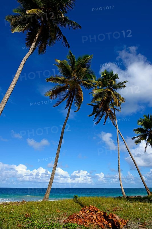 Slender palm trees lean over a tropical beach with visible coconuts, Limon beach, El Limón, El Seibo, Dominican Republic, Hispaniola, Caribbean, America, Central America