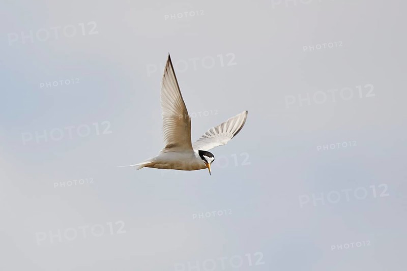 Little tern (Sternula albifrons) flying in the sky, Camargue, France, Europe