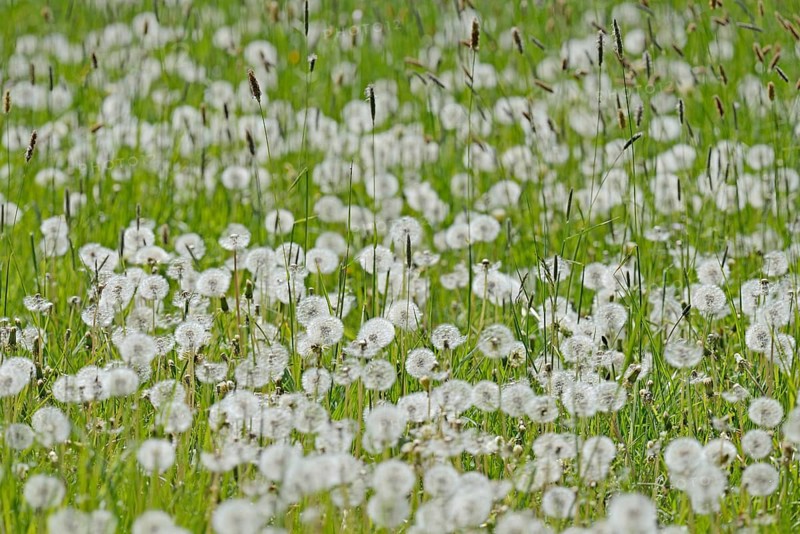 Meadow with sweet grass Meadow foxtail (Alopecurus pratensis), common dandelion (Taraxacum sect. Ruderalia) with fruiting plants, North Rhine-Westphalia, Germany, Europe