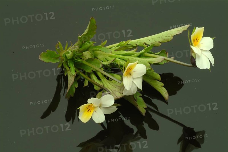 Field heartsease (Viola tricolor), medicinal plant, herb, wild plant, medicinal use