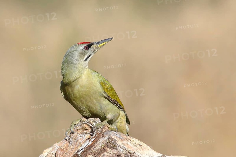Grey-headed woodpecker (Picus canus), male, looking backwards, sitting on a tree root, North Rhine-Westphalia, Germany, Europe