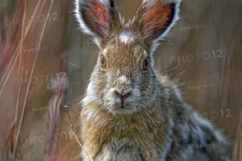 Snowshoe hare (Lepus americanus) changing fur winter, summer, detailed view, Yukon Territory, Canada, North America