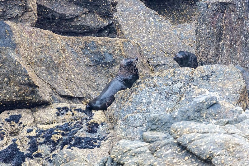Pinnipeds (Pinnipedia), Colony, Cape Foulwind, New Zealand, Oceania