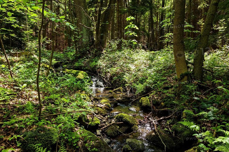 The Tharandt Forest, formerly known as the Grillenburg Forest, is a landscape in the centre of Saxony and lies southwest of the forestry town of Tharandt, south of the town of Wilsdruff