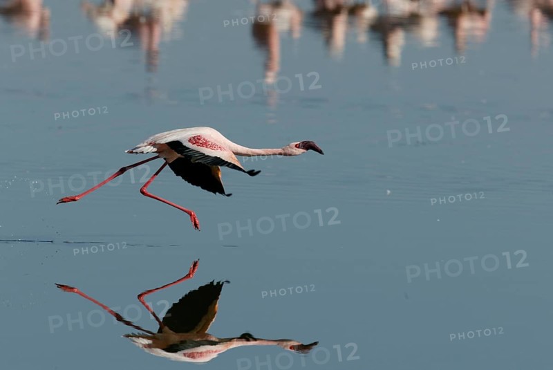 Lesser flamingo (Phoeniconaias minor) Lake Nakuru, Nakuru National Park, lateral, detached, Kenya, Africa