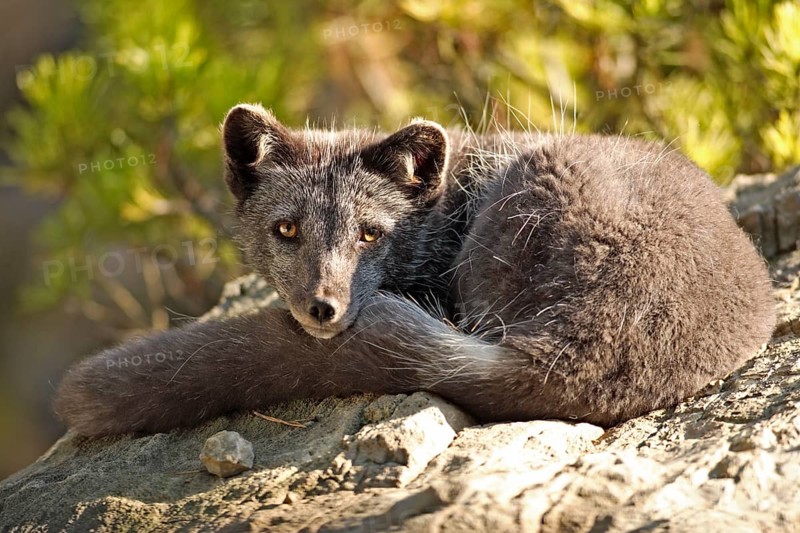 Arctic Fox (Alopex lagopus) (Vulpes lagopus) in summer coat