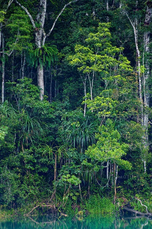 Australian jungle, rainforest with crater lake Lake Eacham, Atherton tablelands, Cairns, Queensland, Australia, Oceania