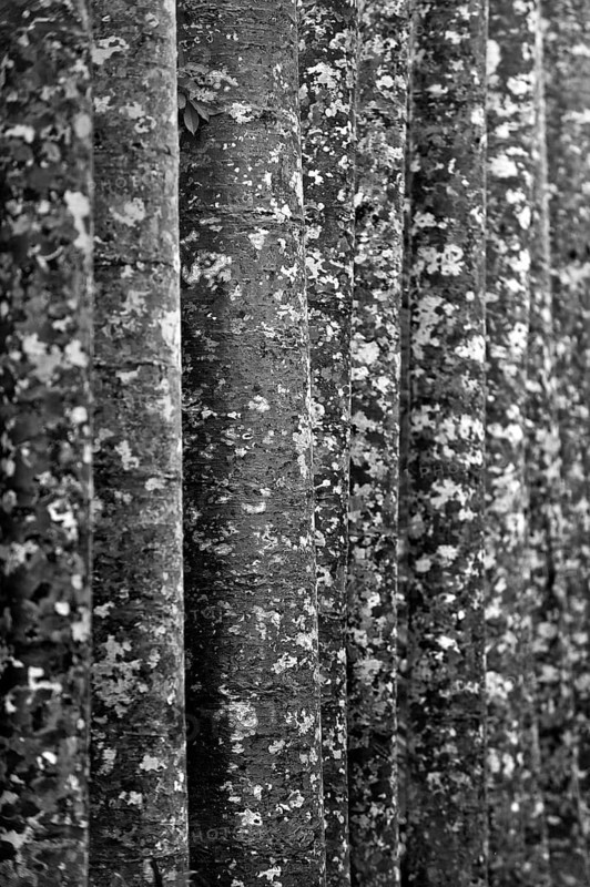 Camouflage pattern of kauri (Agathis australis), rainforest, forest, tree, tropics, tropical, Paronella Park, Innisfail, Queensland, Australia, Oceania