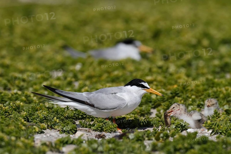 Little Tern (Sternula albifrons), juvenile with adult bird, Lower Saxon Wadden Sea National Park, East Frisian Islands, Lower Saxony, Germany, Europe