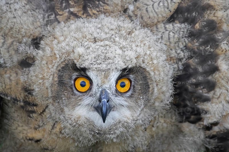 Threat display by Eurasian eagle-owl (Bubo bubo), young European eagle-owl owlet showing lowered head and wings spread out and pointing down