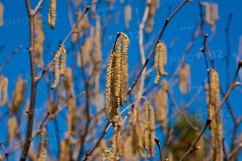 Male catkins of the hazelnut