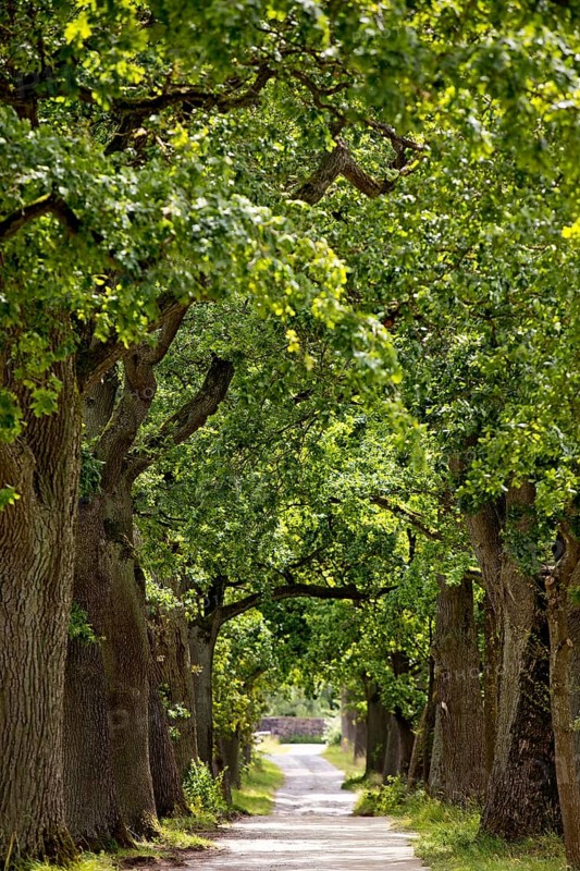 Avenue with old oaks in the Sababurg Zoo, Hofgeismar, Reinhardswald, Hesse, Germany, Europe