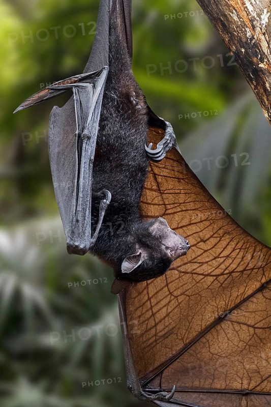 Lyle's flying fox (Pteropus lylei) native to Cambodia, Thailand and Vietnam hanging upside down, calling and stretching wing