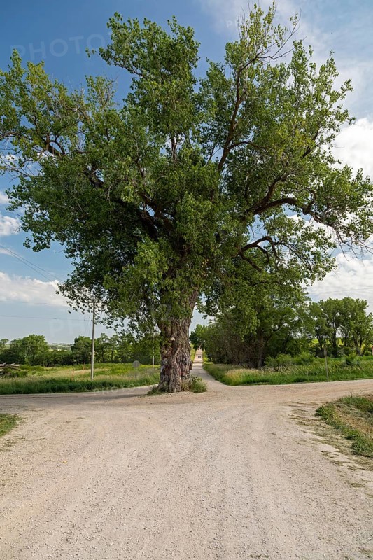 Brayton, Iowa, Tree in the Road. A large cottonwood growing in the middle of an intersection of two rural dirt roads