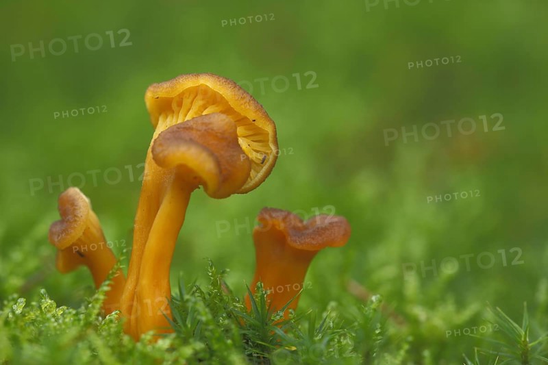 Yellow-stemmed trumpet chanterelle (Cantharellus tubaeformi) in moss, four, yellow, trumpet chanterelle, Leistling, Leistling, Leistlingsartige, Cantharellaceae, Leistenpilze, Leistenpilz, Cantarellales, Ständerpilz, mushroom, Frauenstein, Wiesbaden, Taunus, Hessen, Germany, Europe