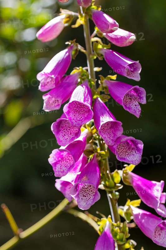 Lupins (Lupinus), New Zealand, Oceania
